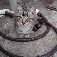 人馴れ抜群サバトラ子猫ちゃん　靴下