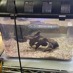 20日迄！極美ニューレインボースネークヘッド飼育セットの画像