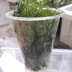 ウィローモス水草