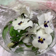 園芸、ガーデニング友達探してます。 - 友達