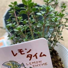 園芸、ガーデニング友達探してます。 − 千葉県