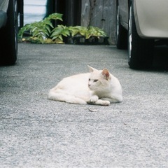 フィルム写真を一緒に楽しめる友達 - メンバー募集