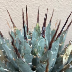 塊根植物。植物。塊根。アガベ。エボリスピナ。の画像