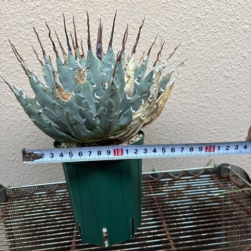 塊根植物。植物。塊根。アガベ。エボリスピナ。