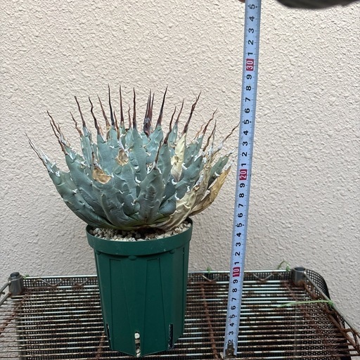 塊根植物。植物。塊根。アガベ。エボリスピナ。