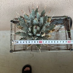 塊根植物。植物。塊根。アガベ。エボリスピナ。の画像