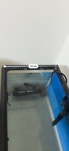 カイヤン2匹、水槽、飼う用品、水槽スタンド。買ったらすぐ飼えますᕦ(ò_óˇ)ᕤ