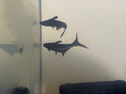 カイヤン2匹、水槽、飼う用品、水槽スタンド。買ったらすぐ飼えますᕦ(ò_óˇ)ᕤ