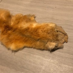 おそらくフォックスの毛のファーの画像