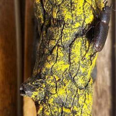 激安 新成虫 メタリフェルホソアカクワガタ
