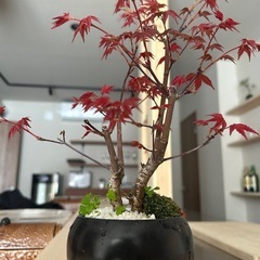 正社員募集中の画像