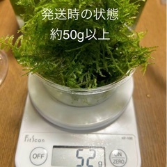 ウィローモス 無農薬 水槽レイアウト コケリウム アクアリウムの画像