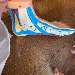 模型の画像
