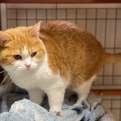 人が大好き常にゴロゴロ　スコティッシュ　ひとめちゃん - 安曇野市