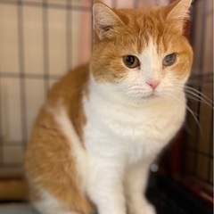 人が大好き常にゴロゴロ　スコティッシュ　ひとめちゃん