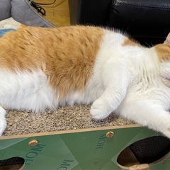 人が大好き常にゴロゴロ　スコティッシュ　ひとめちゃん − 長野県