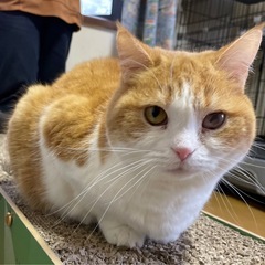 人が大好き常にゴロゴロ　スコティッシュ　ひとめちゃん - 猫