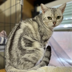 ゴロゴロ止まらないおっとり美人あんずちゃん - 猫