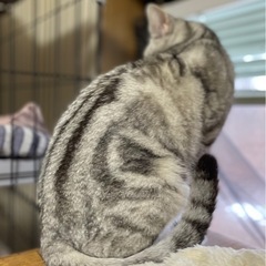 ゴロゴロ止まらないおっとり美人あんずちゃん - 里親募集