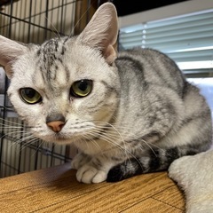 ゴロゴロ止まらないおっとり美人あんずちゃん − 長野県