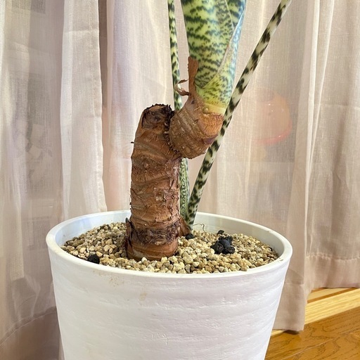 大型観葉植物　アロカシア　ゼブリナ
