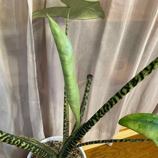大型観葉植物　アロカシア　ゼブリナ