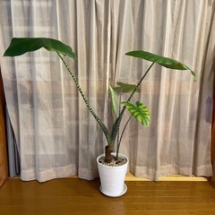 大型観葉植物　アロカシア　ゼブリナの画像