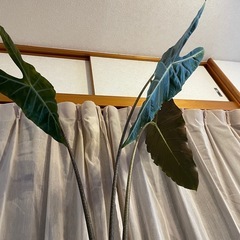 大型観葉植物アロカシア　ロンギロバの画像