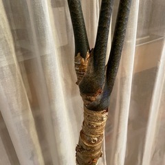 大型観葉植物アロカシア　ロンギロバの画像