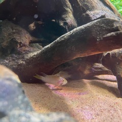 アピストメガストマ 幼魚の画像