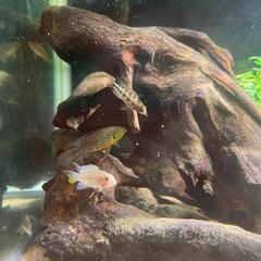 アピストメガストマ 幼魚