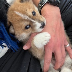 🌟🐶🍀明石市　保護犬たちの譲渡会in網代商店🍀🐶🌟