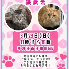保護猫譲渡会！長毛の子多数おります　part.2