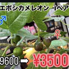 エボシカメレオン　ペア販売！の画像