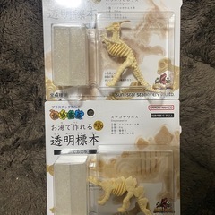 お湯で作れる透明標本