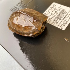 令和６年５月産まれのクサガメ(SALE中)