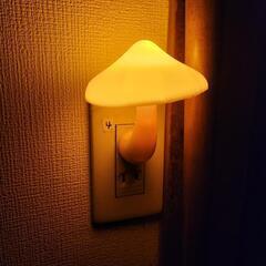 きのこのこのこライト