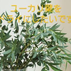 ユーカリの葉を譲って下さい🌿