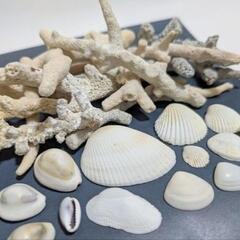 貝殻 サンゴ (天然) まとめて　　　アクアリウムなどの飾りに
