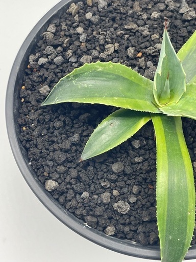 オバティフォリアオルカ鉢込み(現品)