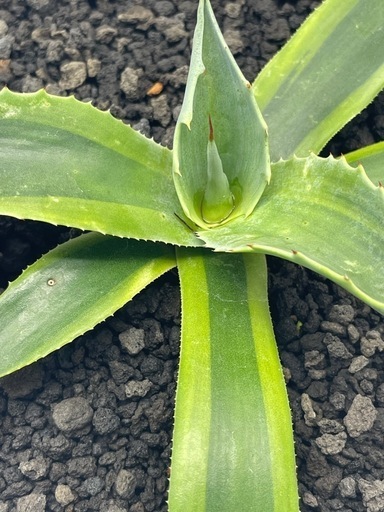 アガべ 'オルカ' AGAVE OVATIFOLIA 'ORCA' 現品】アガベ・オバティ