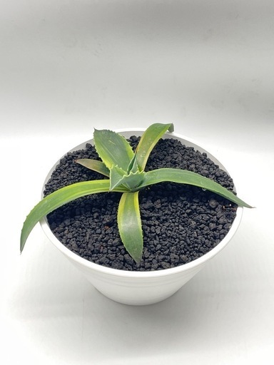 (現品)オバティフォリアオルカ　鉢込み 現品)オバティフォリアオルカ 鉢込み オバティフォリアオルカ 鉢込み