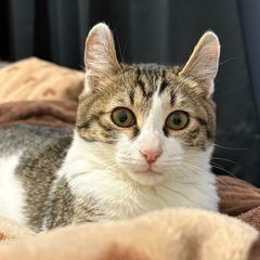 猫　里親募集中