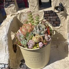 多肉植物寄せ植え体験の画像