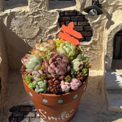 多肉植物寄せ植え体験の画像