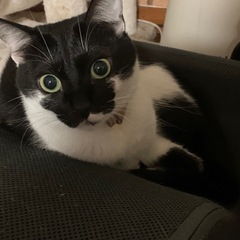 残り2匹なりました、里親募集です