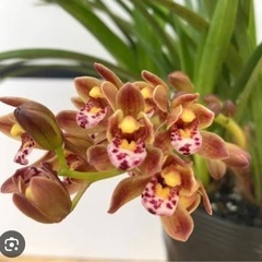 キンリョウヘン（金稜辺・みつばち蘭）で蜜蜂寄せ