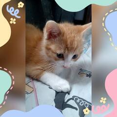 【決まりました】🐱家族が欲しいです🐱 - 福島市