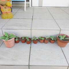 子宝草　多肉　観葉植物に