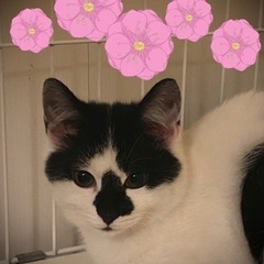 花🌸お鼻の模様がチャームポイントのまつ子ちゃん♀4ヶ月 - 葛飾区
